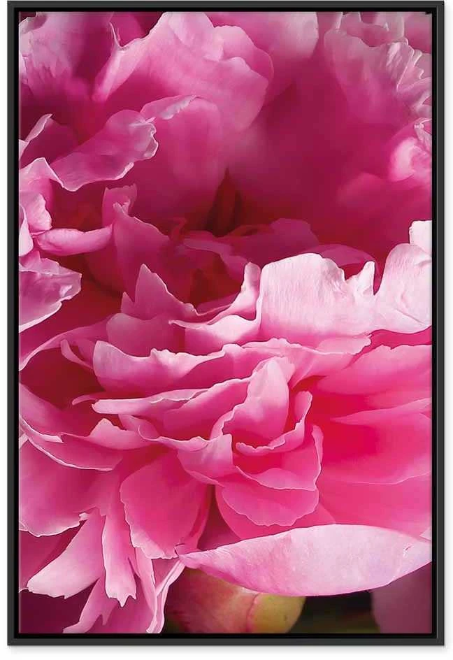 Artgeist Paveikslas - Blossom of Beauty (1-part) - Rožinė Peony Flower Embraced by Nature