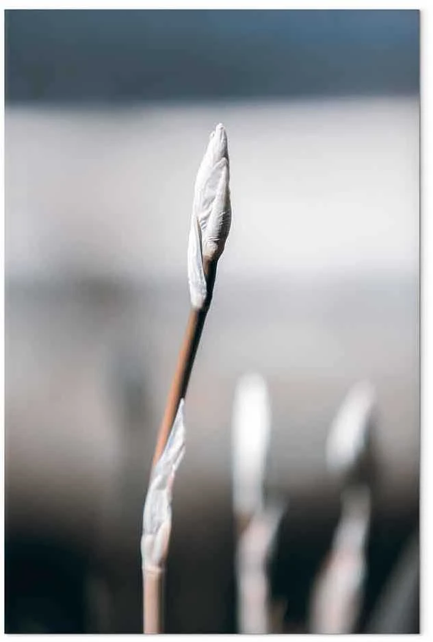 Artgeist Paveikslas - Botanical Minimalism (1 Part) Vertical