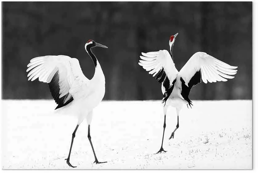 Artgeist Paveikslas - Dancing Cranes (1 Part) Wide