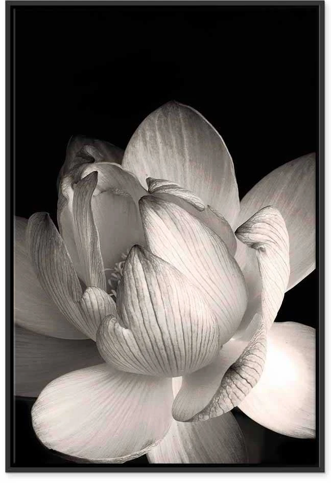Artgeist Paveikslas - Delicacy of Petals in Nature (1-part) - Flower in Juodas and Baltas