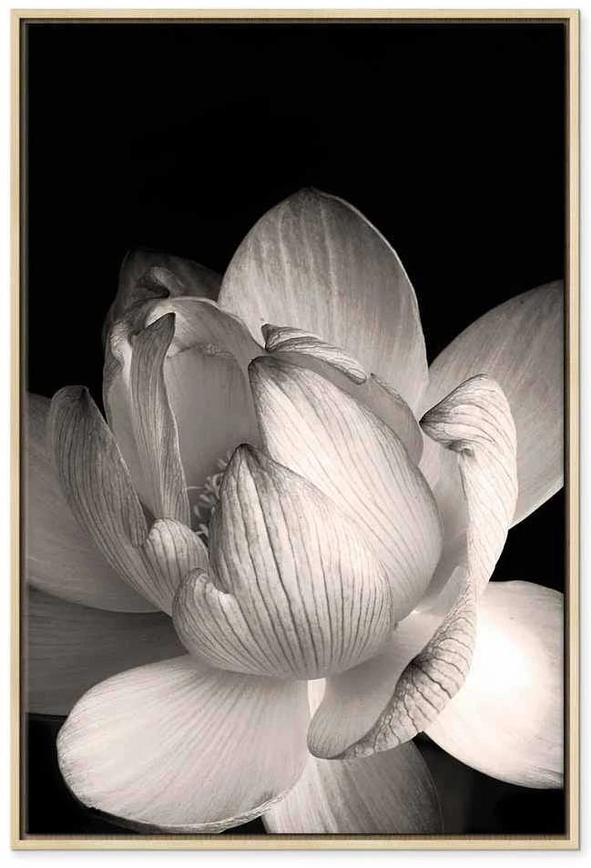 Artgeist Paveikslas - Delicacy of Petals in Nature (1-part) - Flower in Juodas and Baltas