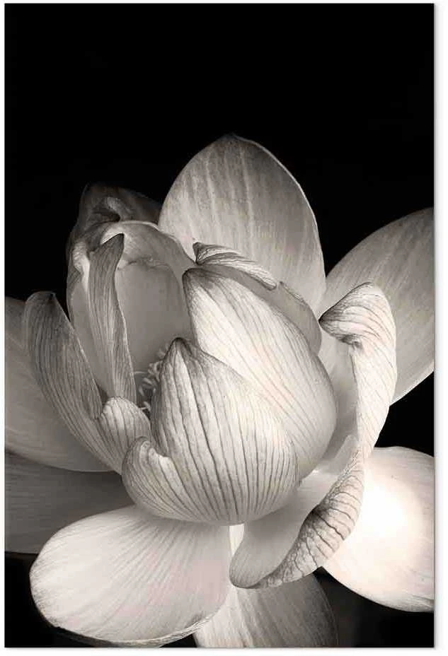 Artgeist Paveikslas - Delicacy of Petals in Nature (1-part) - Flower in Juodas and Baltas