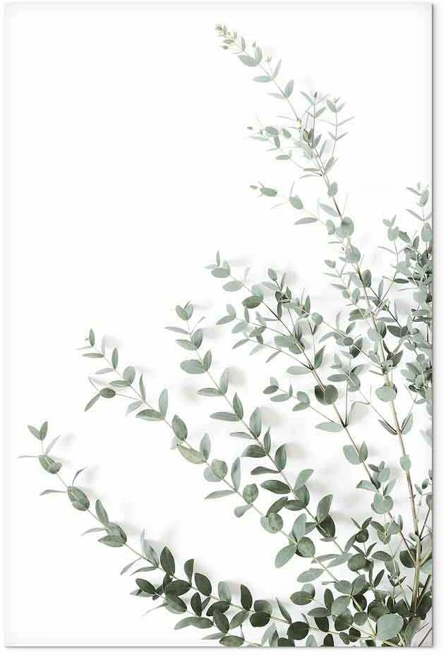Artgeist Paveikslas - Eucalyptus Parvifolia (1 Part) Vertical