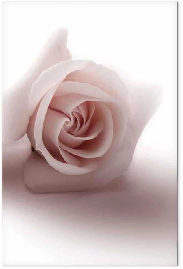 Artgeist Paveikslas - Floral Glamour Glow (1-part) - Delicate and Pastel Rožinė Rose