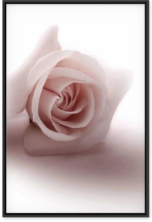 Artgeist Paveikslas - Floral Glamour Glow (1-part) - Delicate and Pastel Rožinė Rose