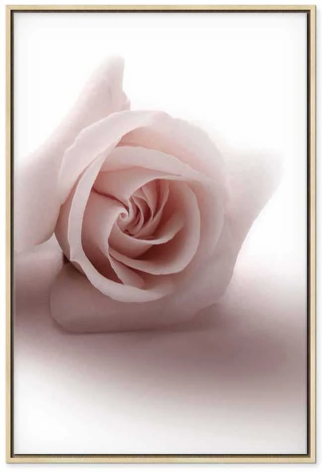 Artgeist Paveikslas - Floral Glamour Glow (1-part) - Delicate and Pastel Rožinė Rose