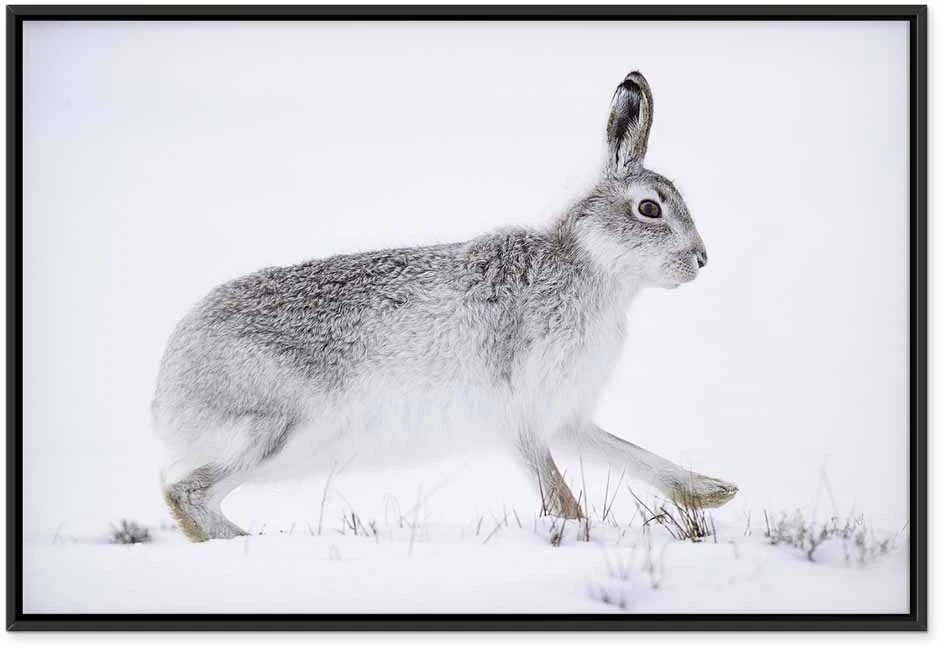 Artgeist Paveikslas - Hare (1 Part) Wide