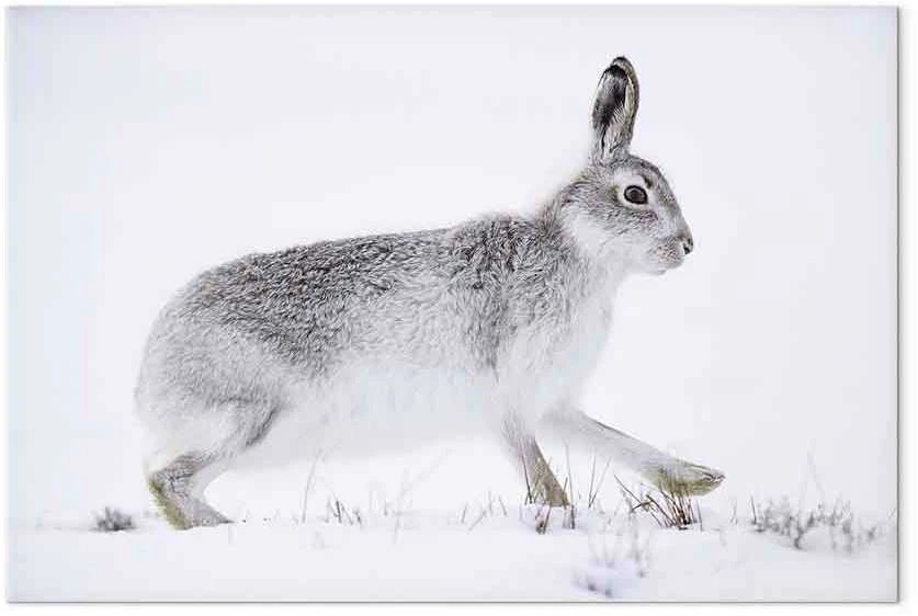 Artgeist Paveikslas - Hare (1 Part) Wide