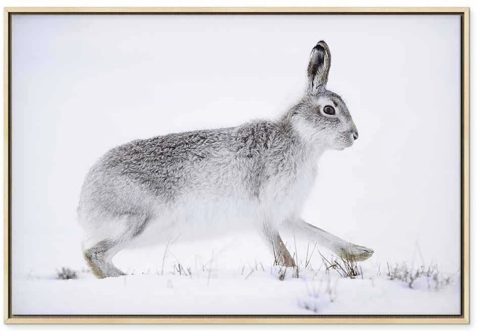 Artgeist Paveikslas - Hare (1 Part) Wide