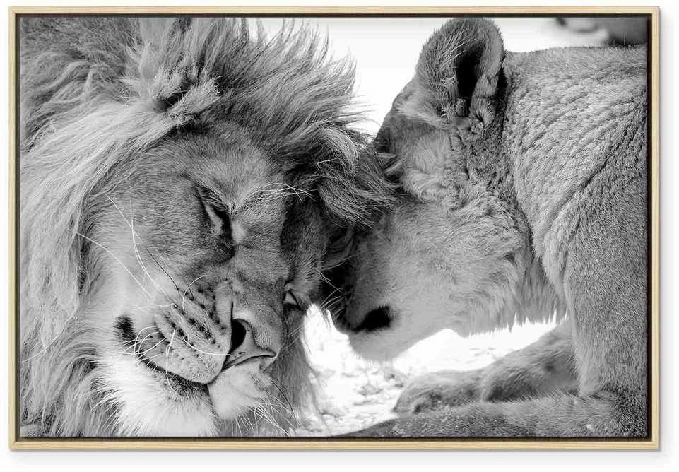 Artgeist Paveikslas - Lion's Love