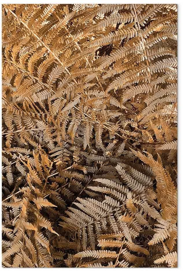Artgeist Paveikslas - Mysterious Fern (1 Part) Vertical