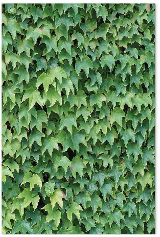 Artgeist Paveikslas - Thick Ivy (1 Part) Vertical