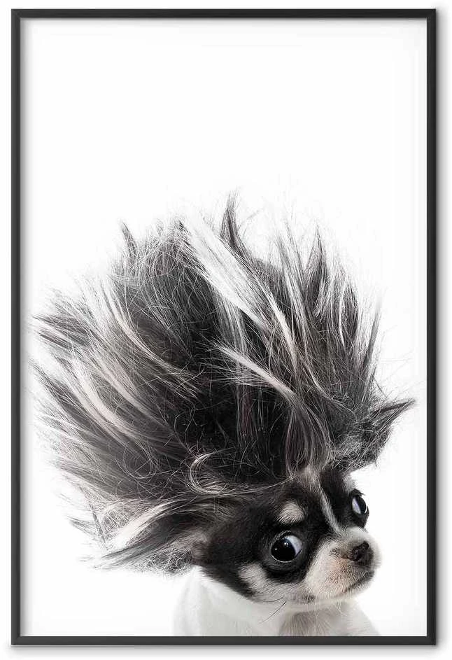 Artgeist Plakatas - Chihuahua