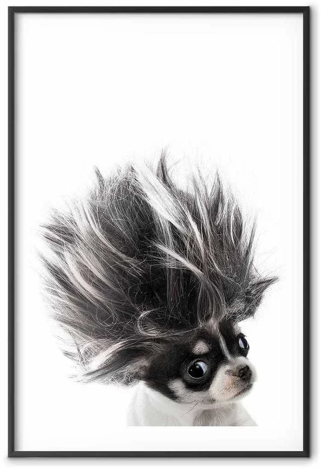 Artgeist Plakatas - Chihuahua