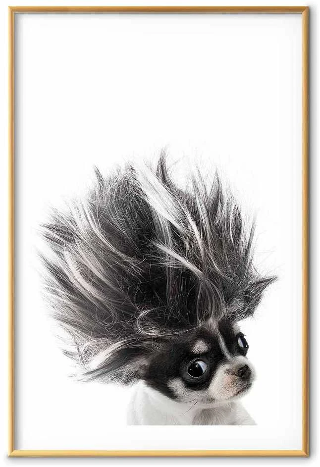 Artgeist Plakatas - Chihuahua