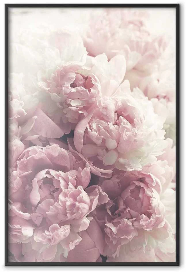 Artgeist Plakatas - Delicate Peonies