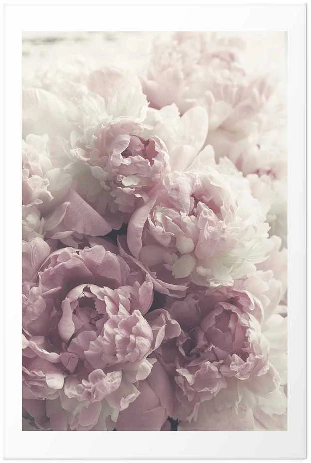Artgeist Plakatas - Delicate Peonies