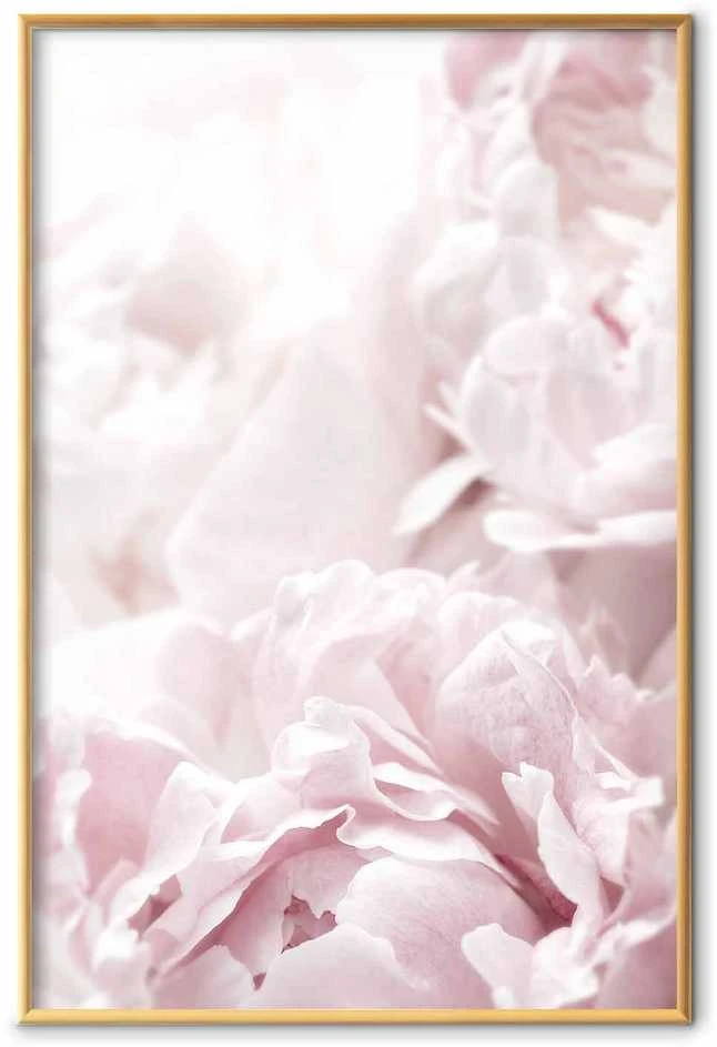 Artgeist Plakatas - Fluffy Peonies