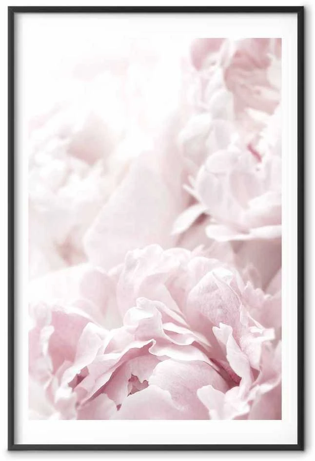 Artgeist Plakatas - Fluffy Peonies