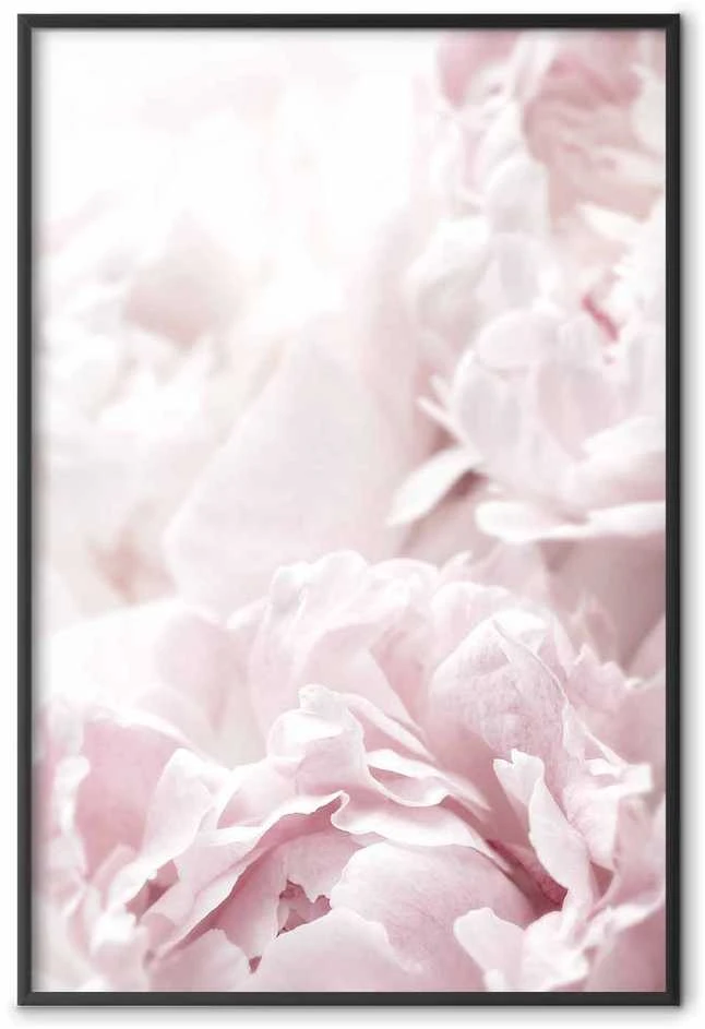 Artgeist Plakatas - Fluffy Peonies