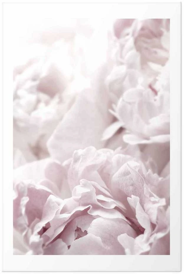 Artgeist Plakatas - Fluffy Peonies