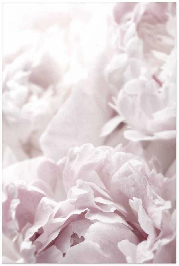 Artgeist Plakatas - Fluffy Peonies