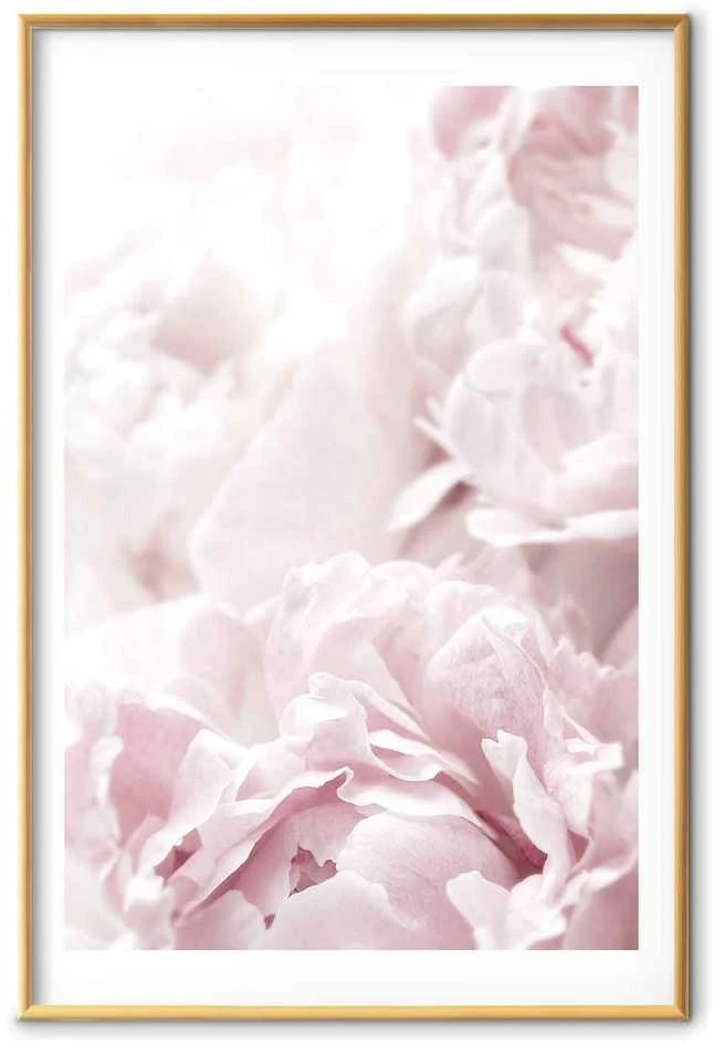 Artgeist Plakatas - Fluffy Peonies