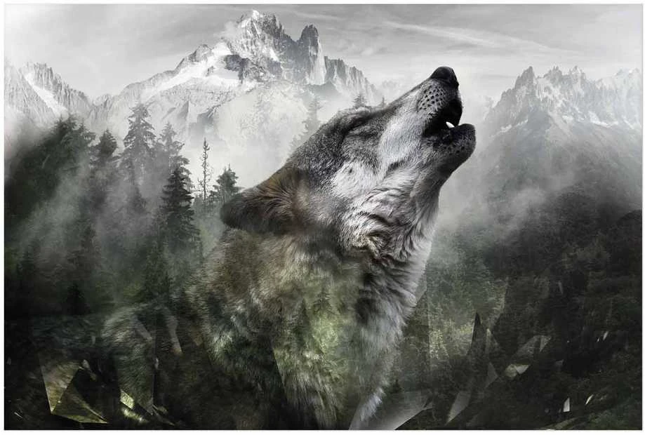 Artgeist Plakatas - Howling Wolf