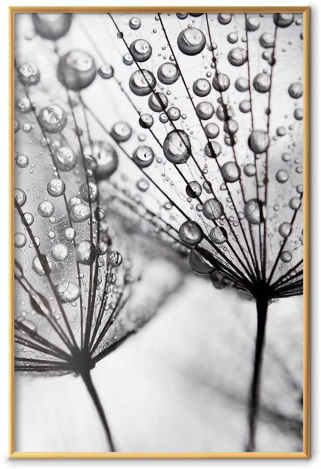 Artgeist Plakatas - Macro Dew