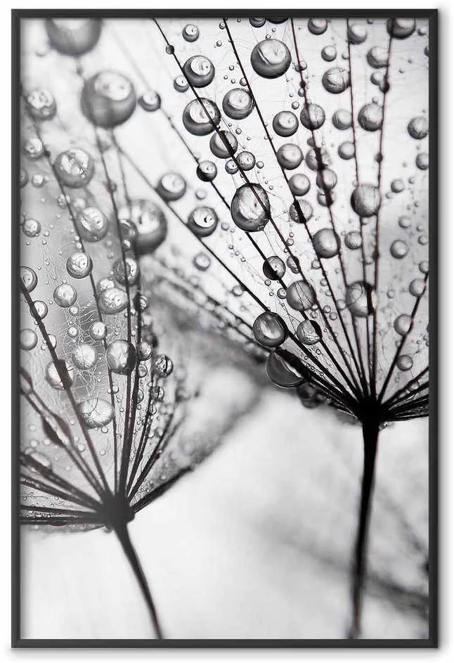 Artgeist Plakatas - Macro Dew