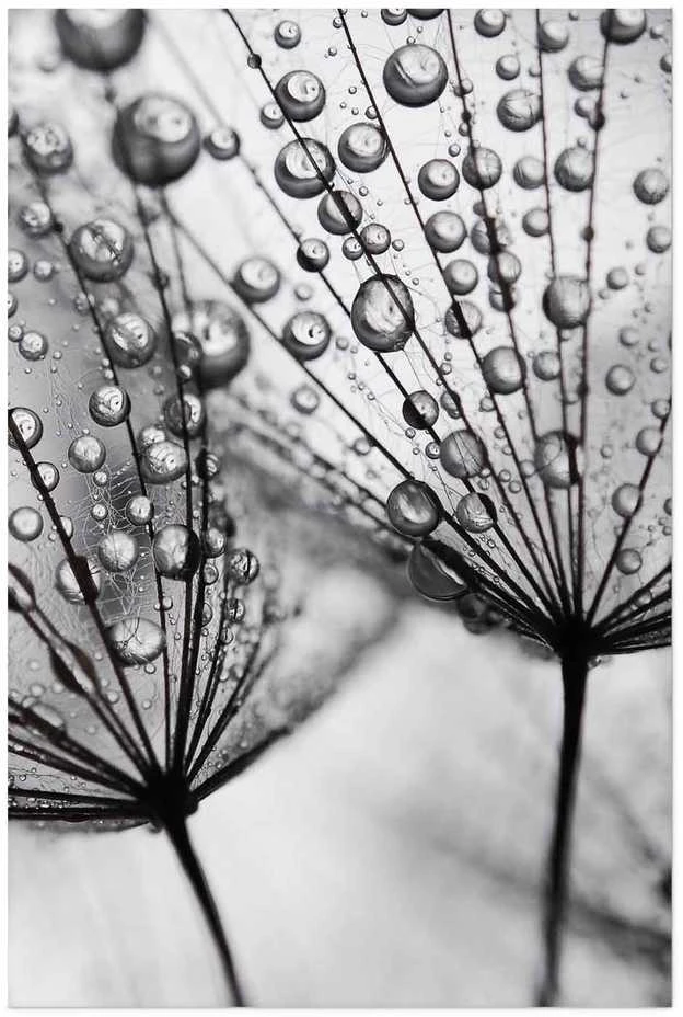 Artgeist Plakatas - Macro Dew