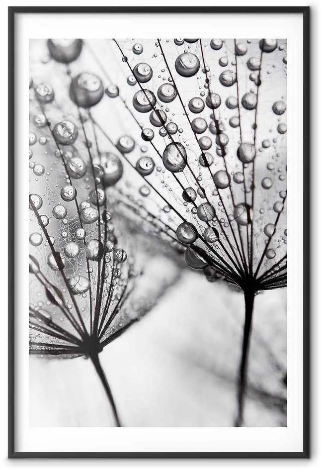 Artgeist Plakatas - Macro Dew