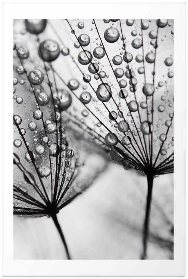 Artgeist Plakatas - Macro Dew