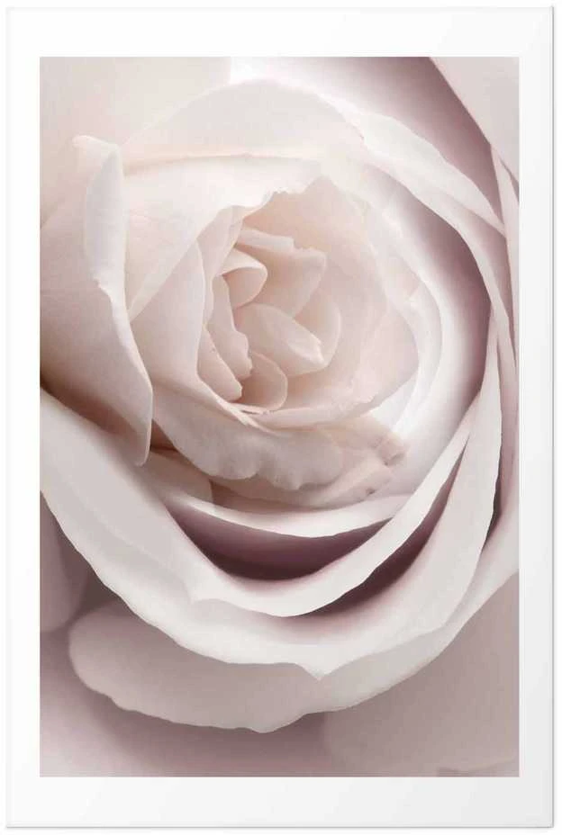 Artgeist Plakatas - Porcelain Rose