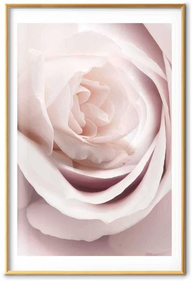 Artgeist Plakatas - Porcelain Rose