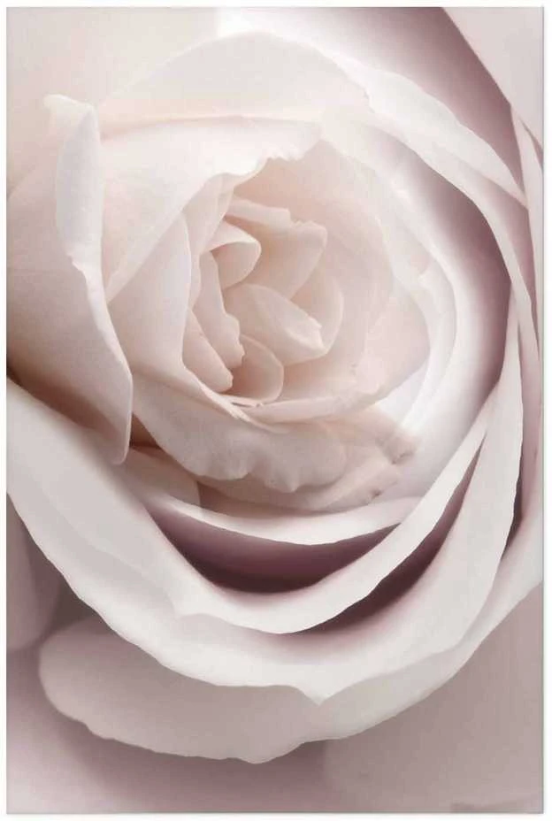 Artgeist Plakatas - Porcelain Rose