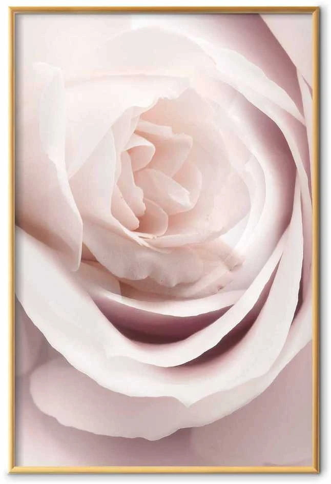 Artgeist Plakatas - Porcelain Rose