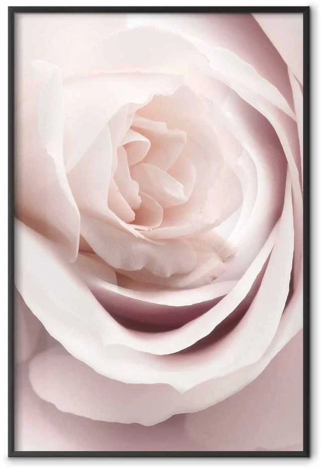 Artgeist Plakatas - Porcelain Rose