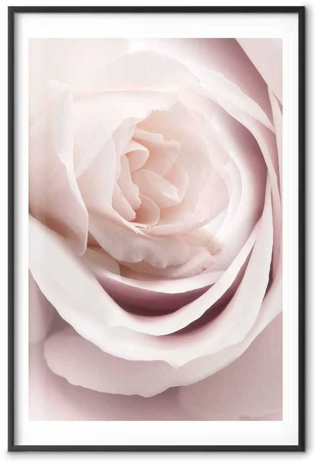 Artgeist Plakatas - Porcelain Rose