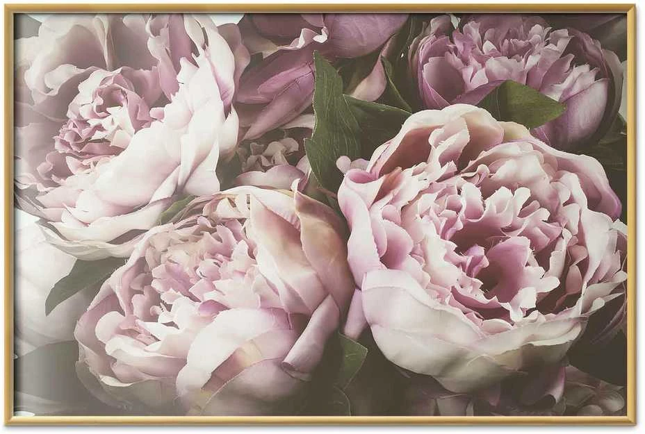 Artgeist Plakatas - Rožinė Peonies