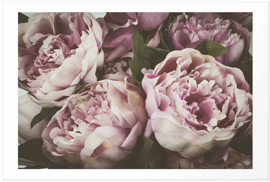 Artgeist Plakatas - Rožinė Peonies