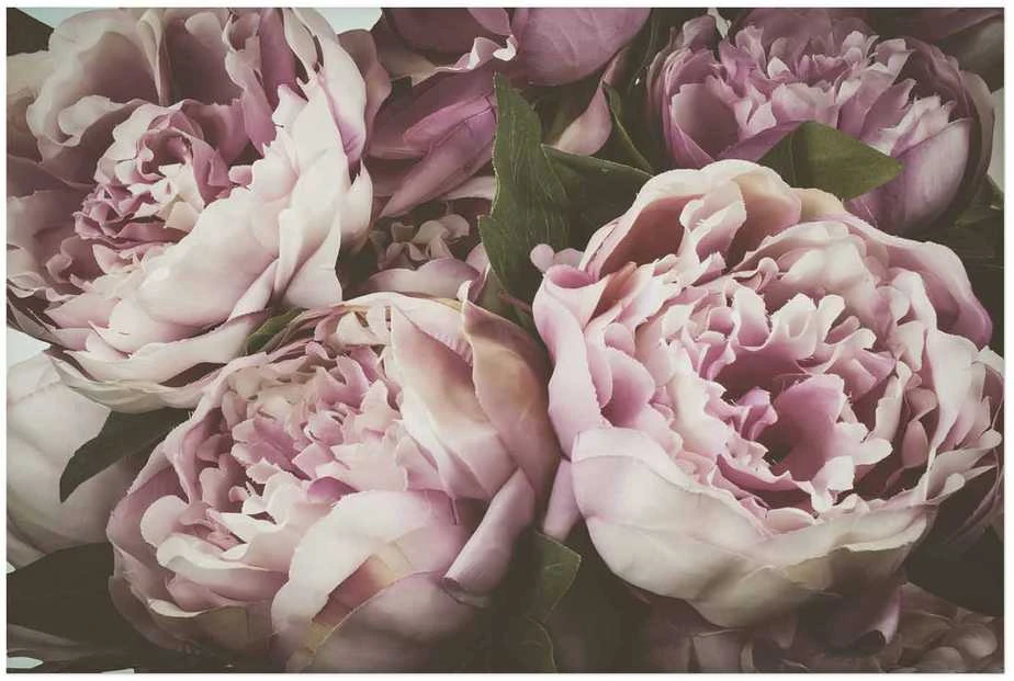 Artgeist Plakatas - Rožinė Peonies