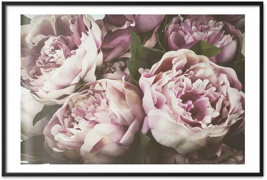 Artgeist Plakatas - Rožinė Peonies