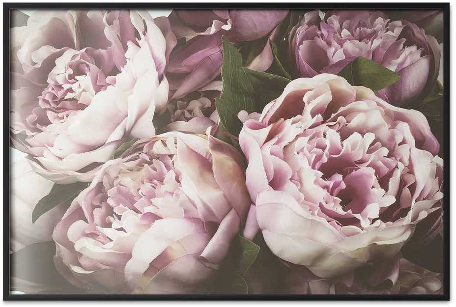 Artgeist Plakatas - Rožinė Peonies