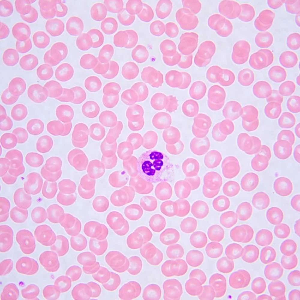 Biologinis mikroskopas MAGUS Bio 240T
