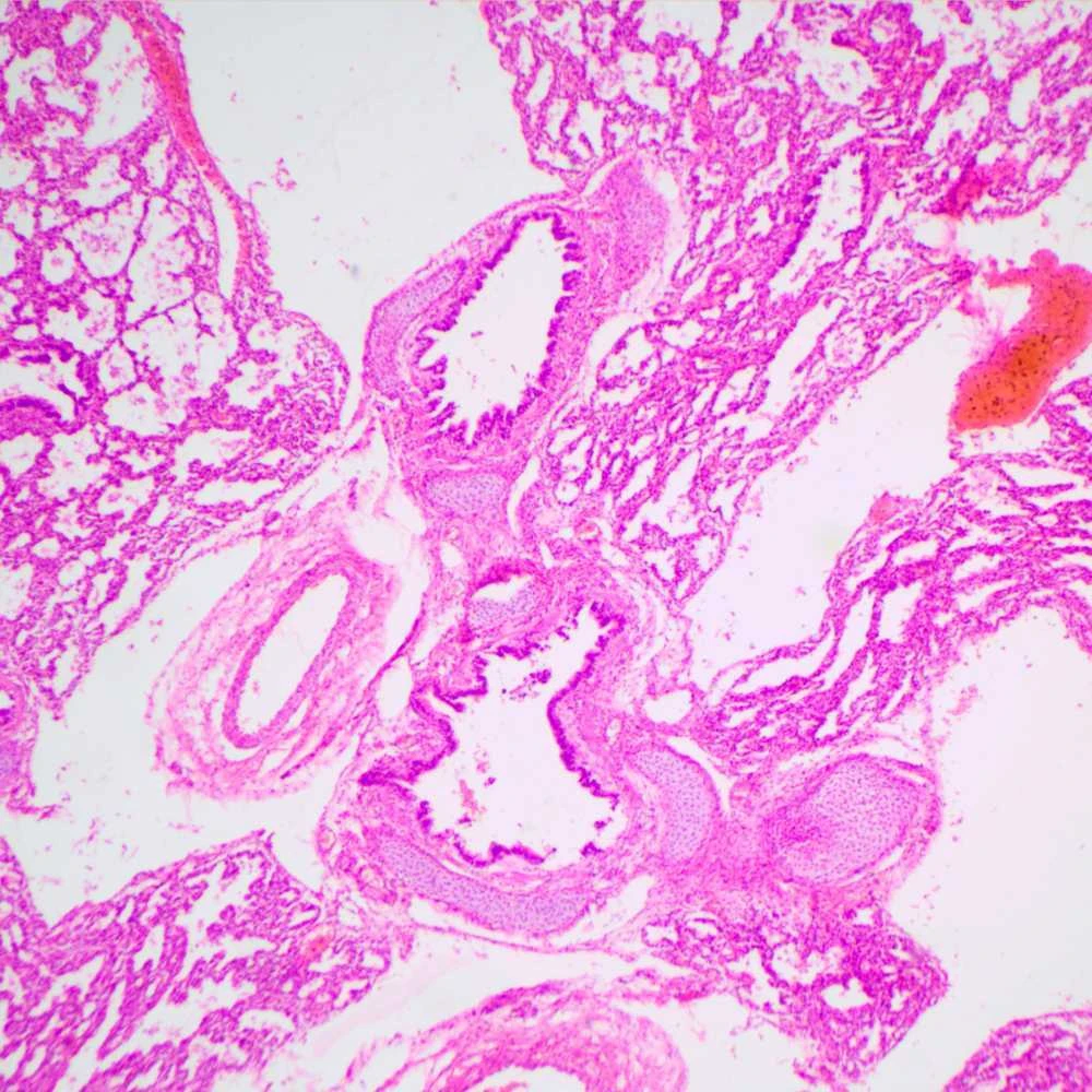 Biologinis mikroskopas MAGUS Bio 240T