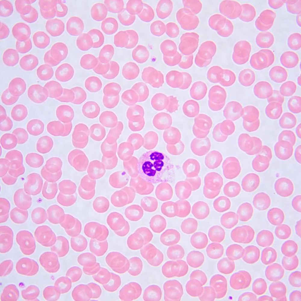 Biologinis mikroskopas MAGUS Bio 240T