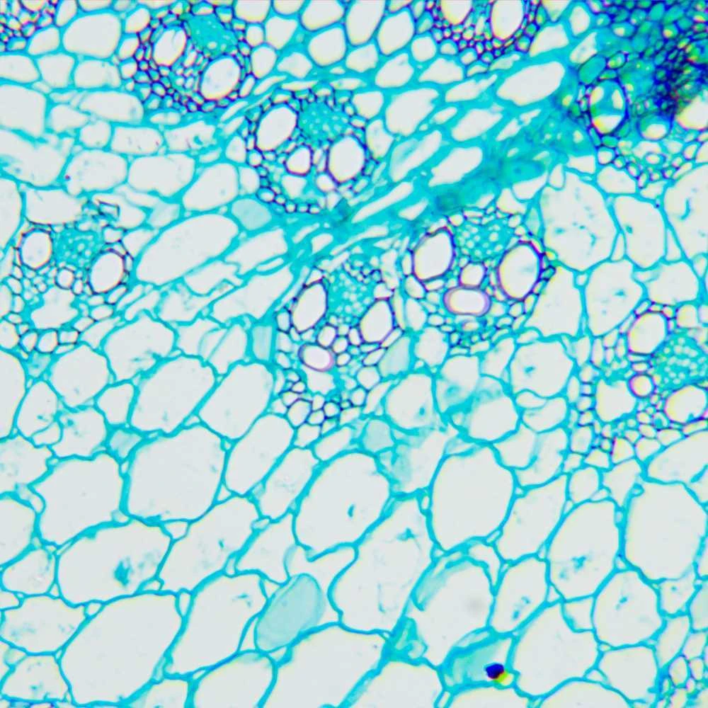 Biologinis mikroskopas MAGUS Bio 240T