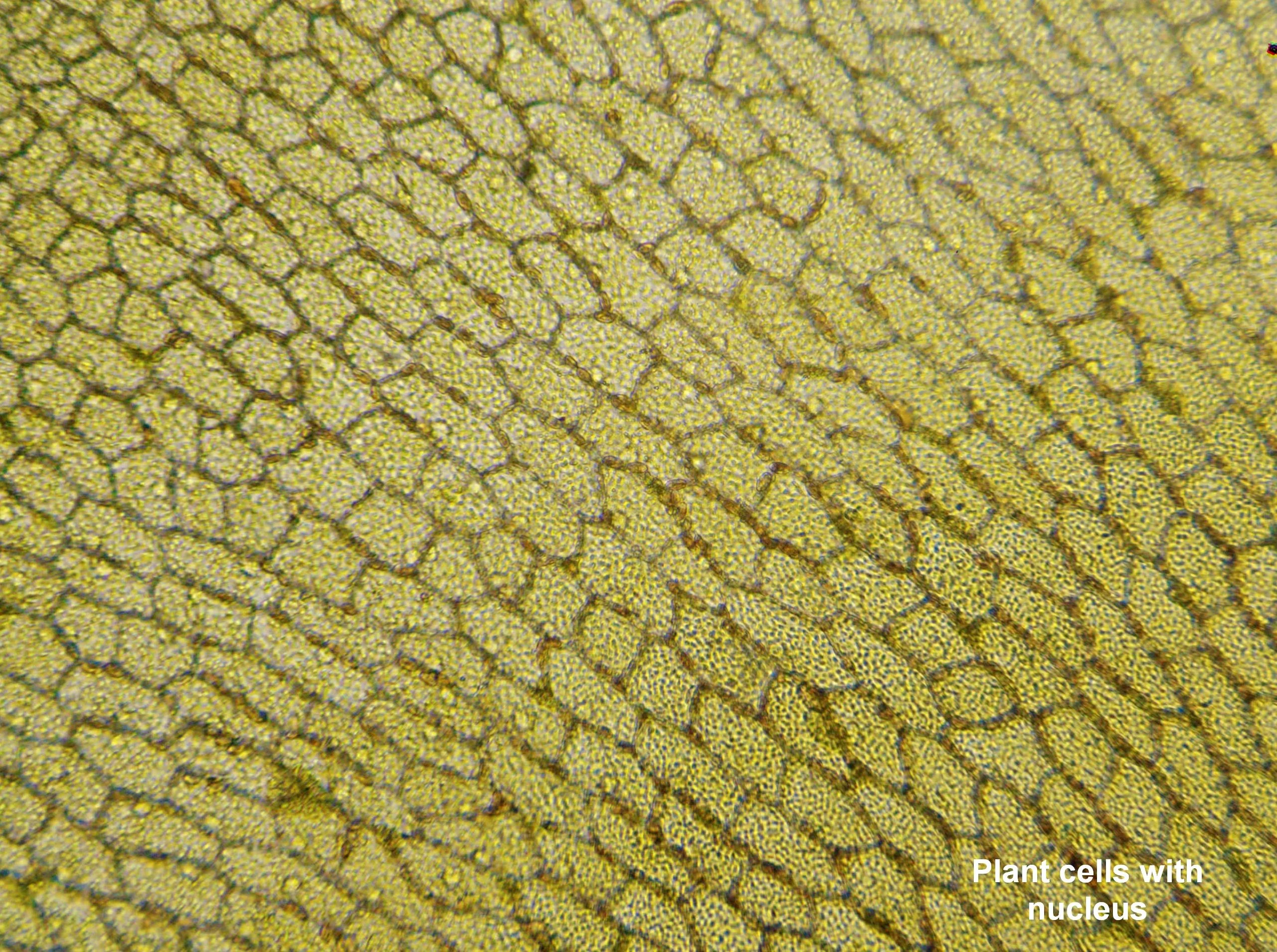 Mikroskopas Biolux Touch 5MP HDMI, Digital, BRESSER