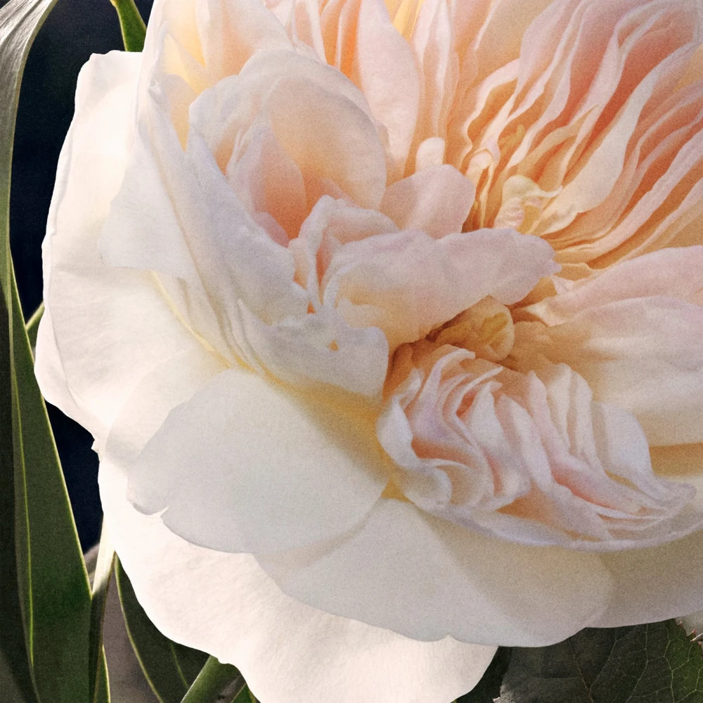 Kvepalai moterims Chloé EDP, 75 ml